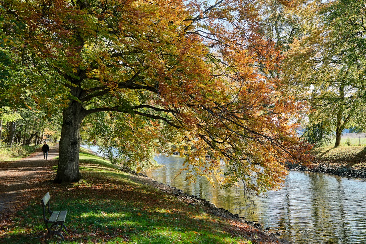 A tranquil autumn scene with colorful foliage by a riverside walkway, perfect for nature enthusiasts.